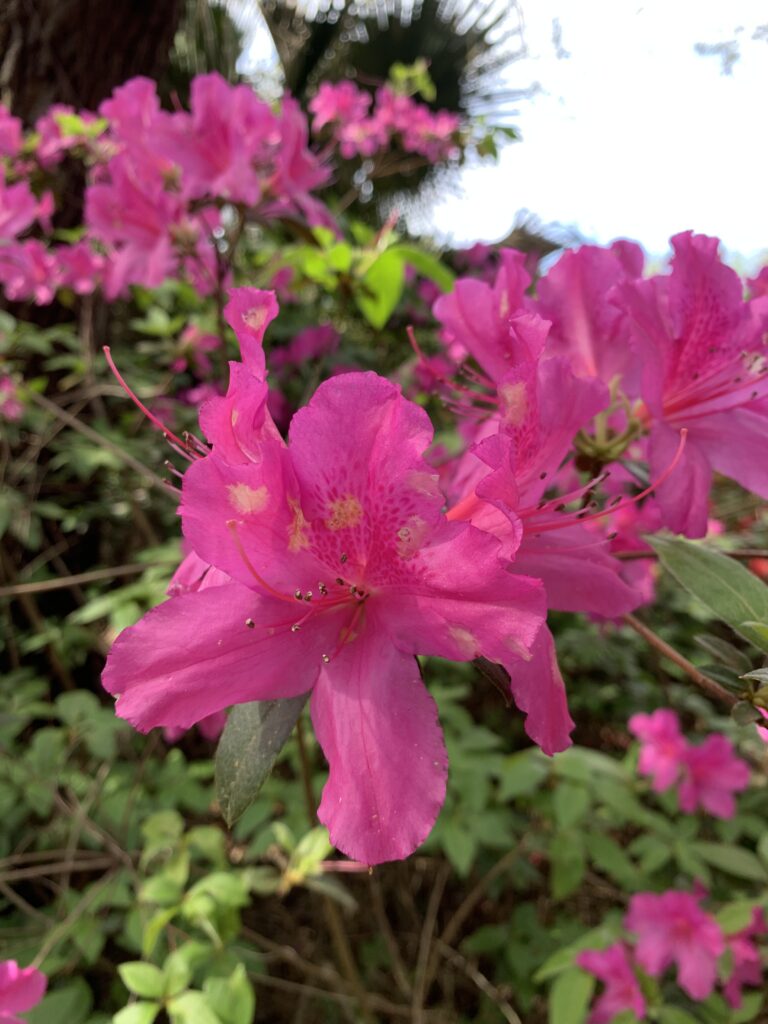 fuchsia azalea flowers 