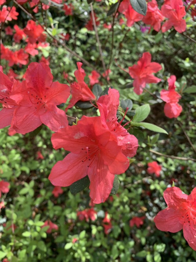 red azalea flowers