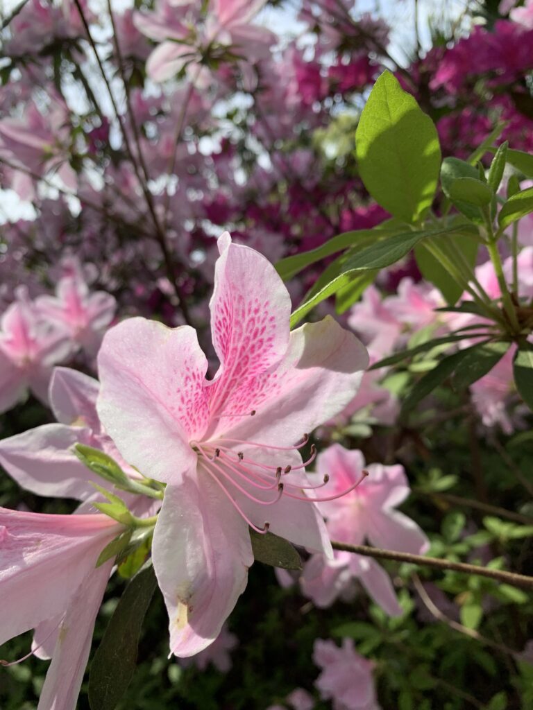 pink azalea flowers