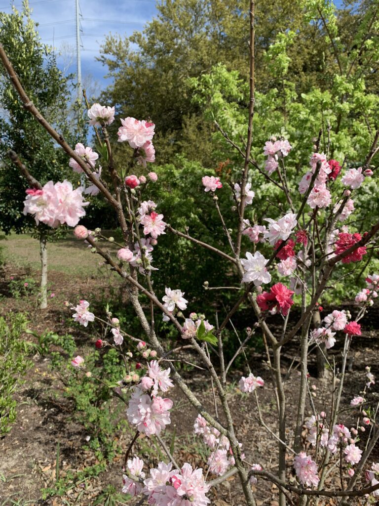 flowering tree
