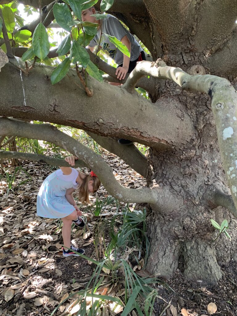 kids climbing a tree with many low hanging branches