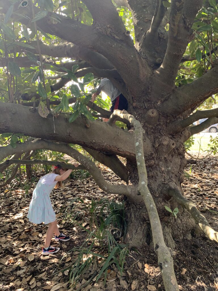 kids climbing a tree with many low hanging branches